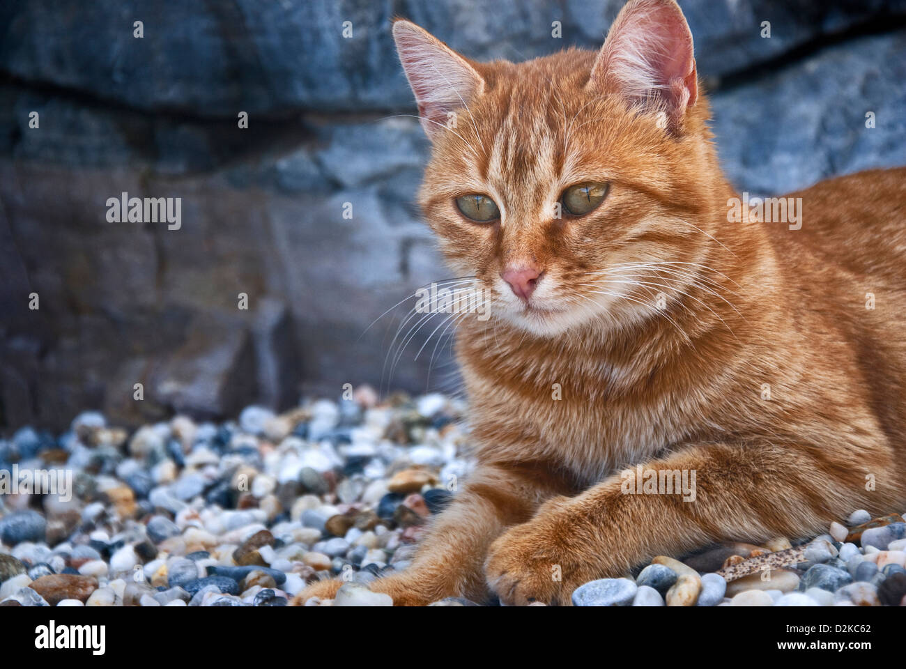 Ingwer-Katze liegend am Kiesstrand Stockfoto