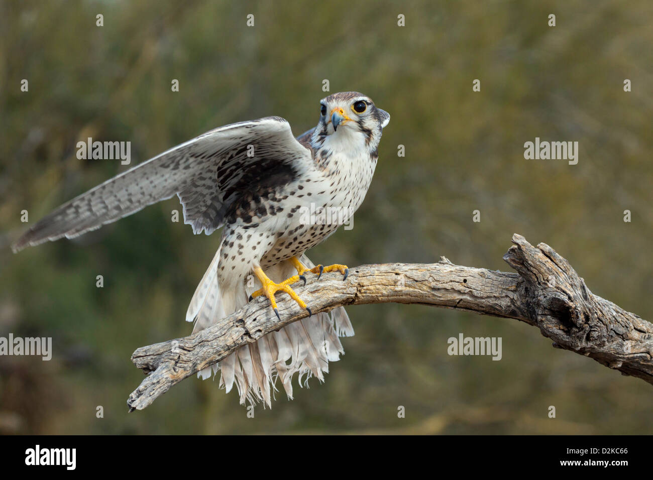 Prairie Falcon-Falco Mexicanus Arizona-Sonora Desert Museum, Tucson, Arizona, USA 22 Januar Erwachsenen Falconidae gefangen Stockfoto