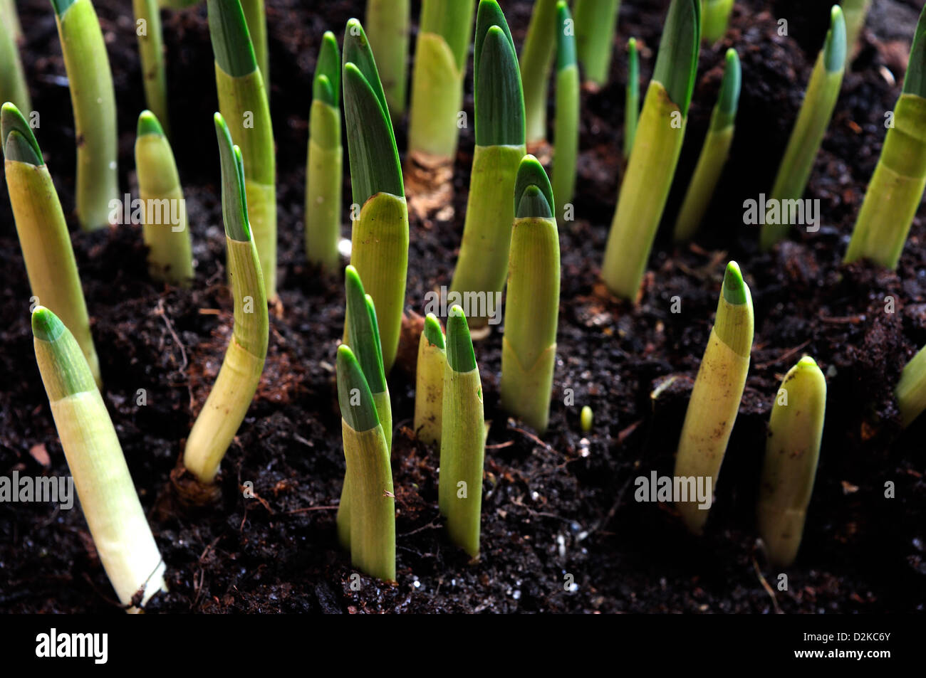 Neue Triebe von Frühling Zwiebeln. Stockfoto