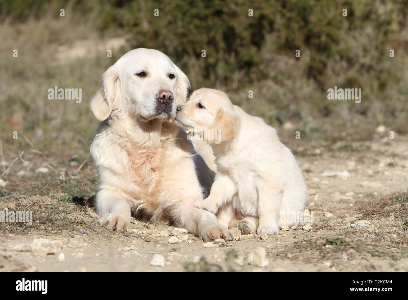 Erwachsener Hund Golden Retriever und knuddelige Welpen Stockfoto