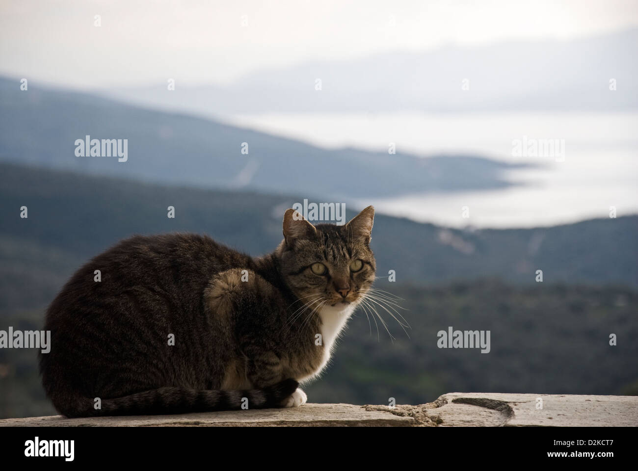 Tabby Kater sitzt auf Wand mit Panorama-Meerblick Stockfoto