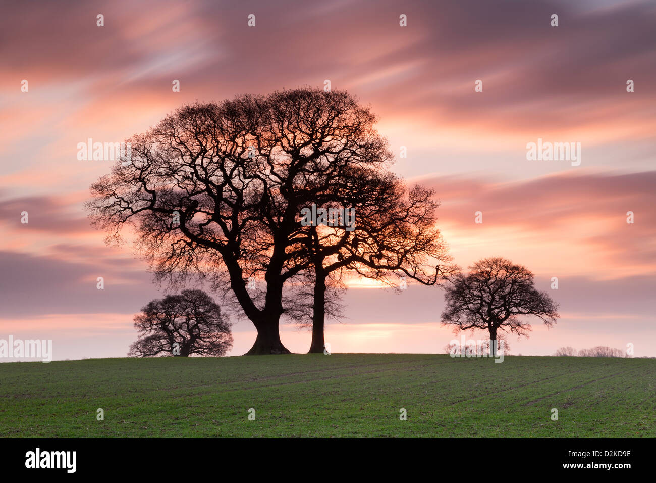 Sonnenaufgang und Eiche Bäume in einem Feld in der Nähe von York in der Mitte des Winters Stockfoto