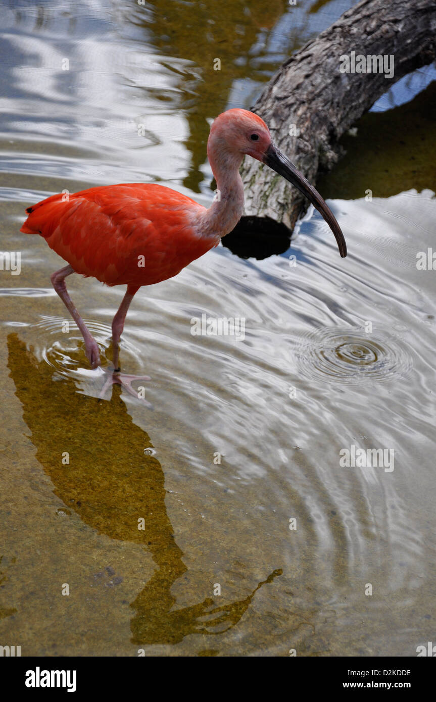 Captive Scarlet Ibis (Eudocimus Ruber) der Algarve, Portugal, Europa Stockfoto