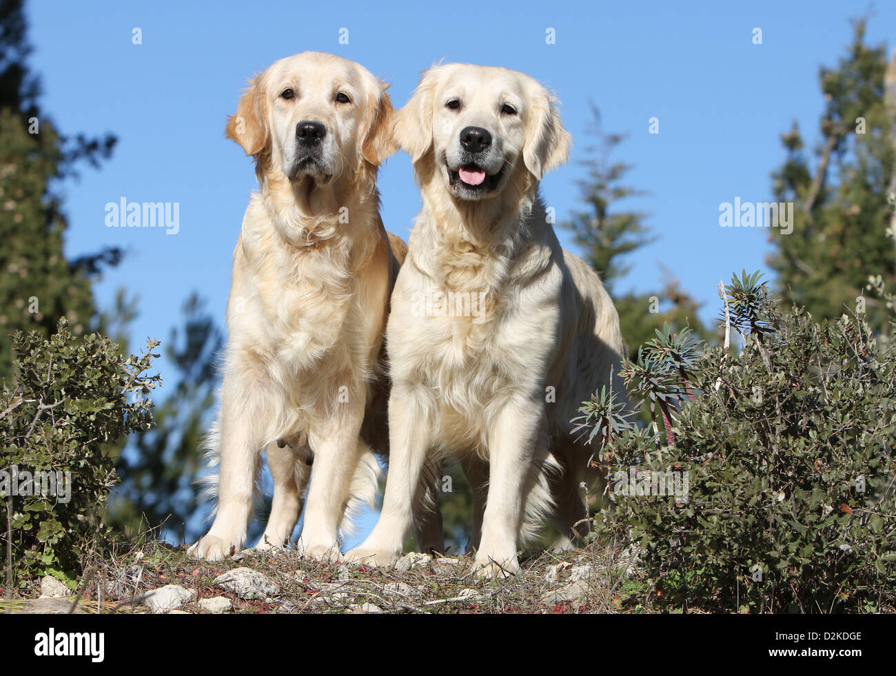 Hund Golden Retriever zwei Erwachsene stehen auf dem Boden Stockfoto