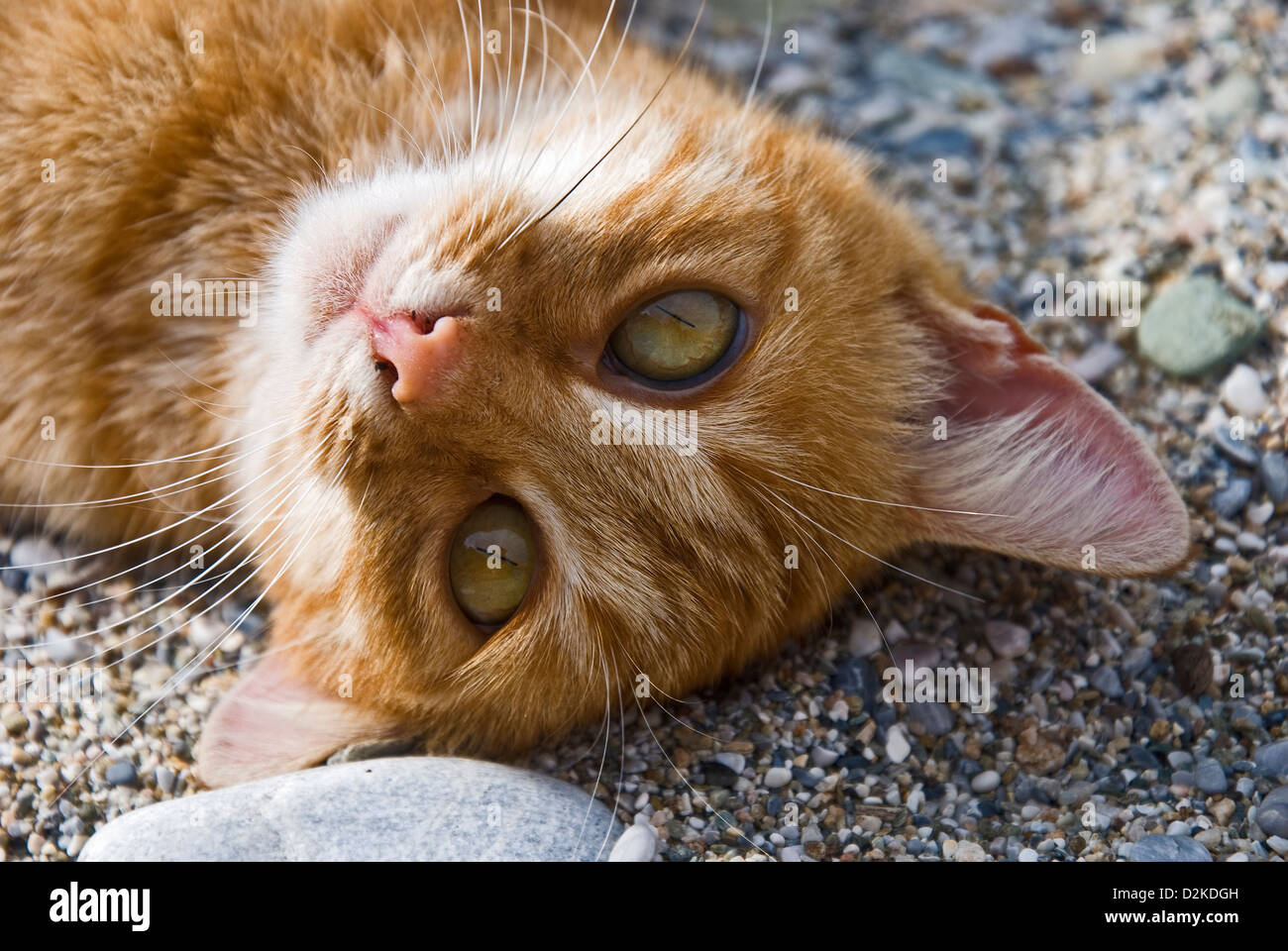 Ingwer-Katze liegend auf dem Rücken am Kiesstrand Stockfoto