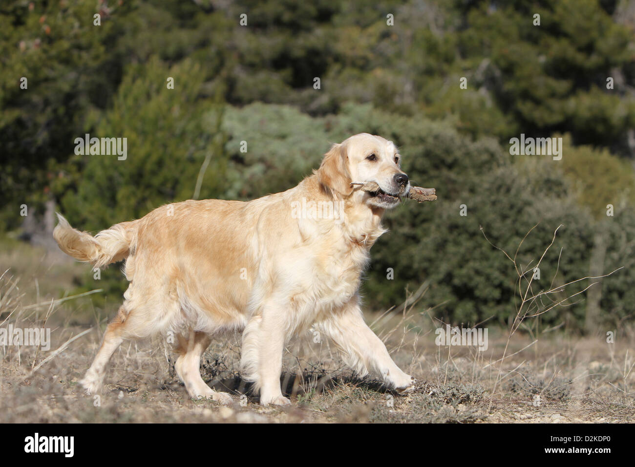 Hund Golden Retriever Erwachsenen gehen mit einem Stock im Maul Stockfoto
