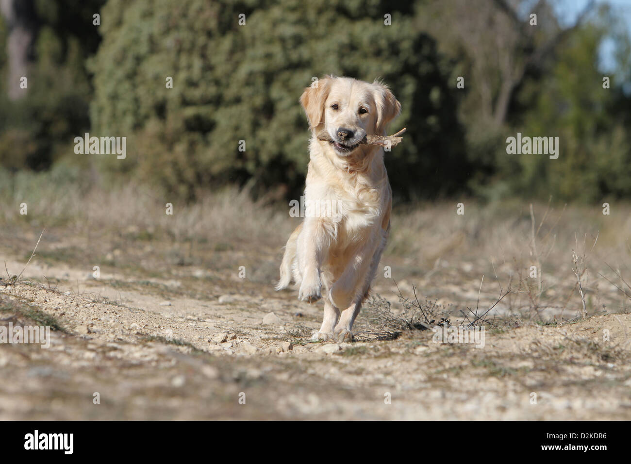 Hund Golden Retriever Erwachsenen laufen mit einem Stock im Maul Stockfoto