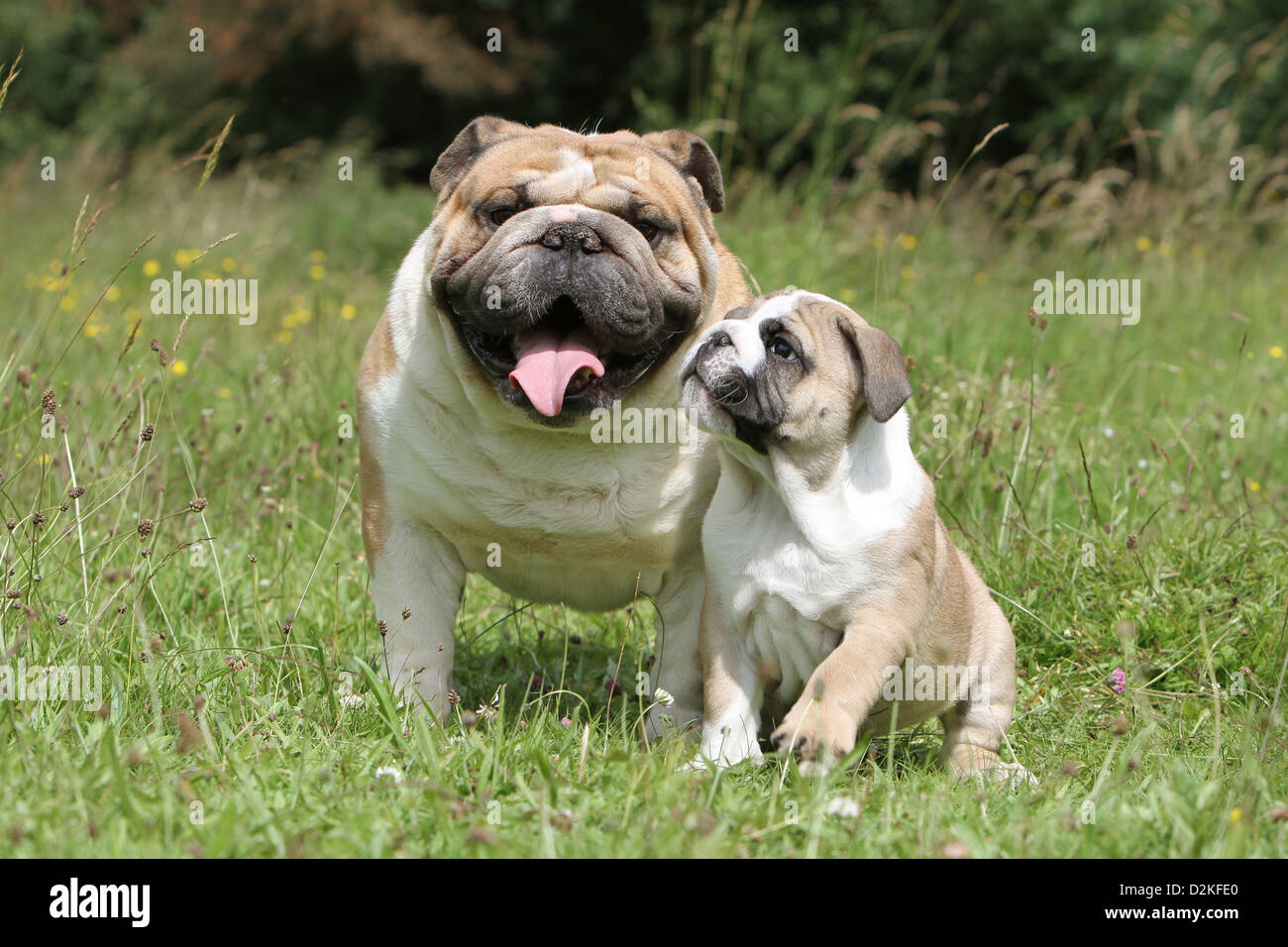 Englische Bulldogge Erwachsenen Hund und Welpen in einer Wiese Stockfoto