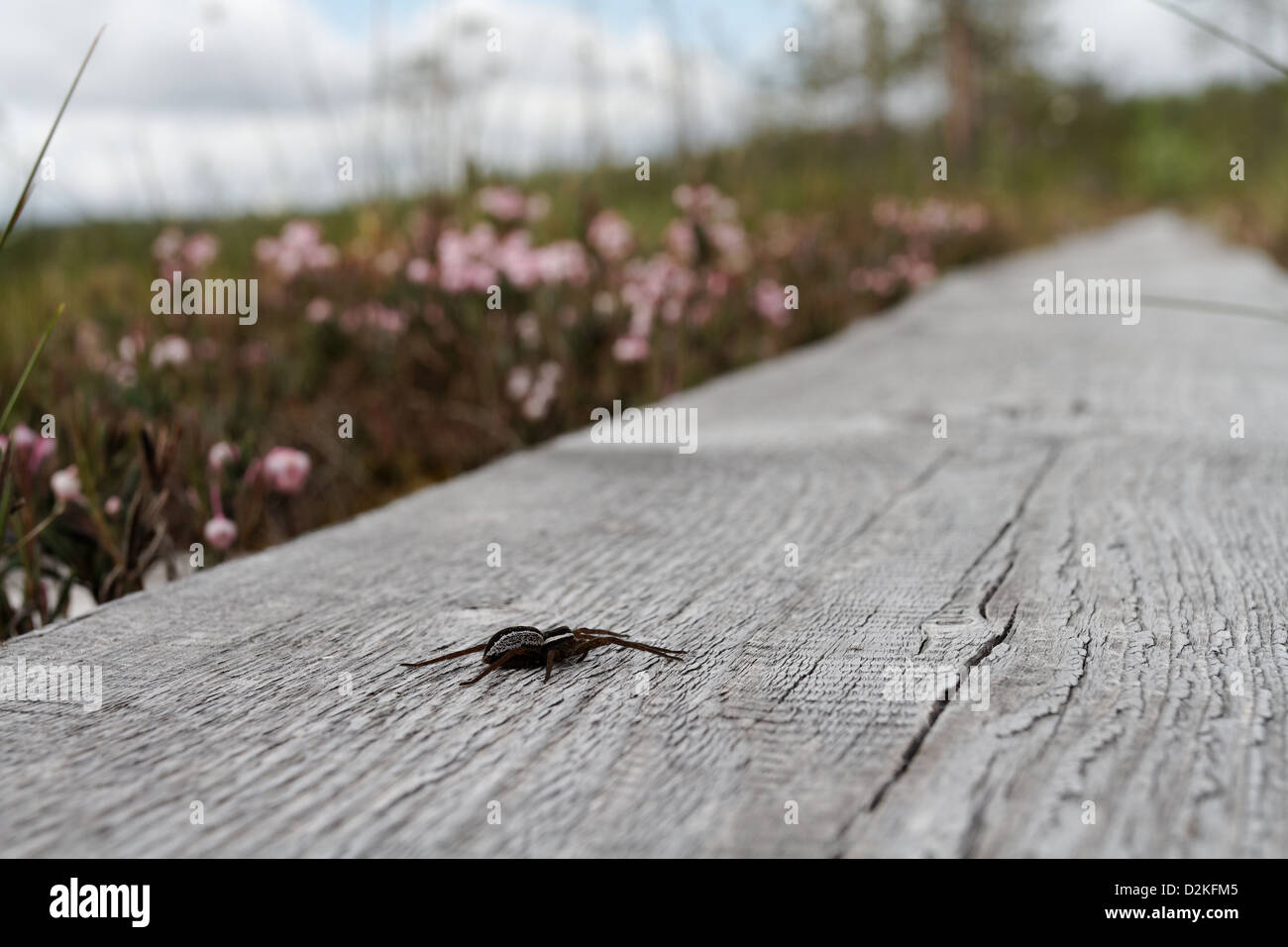 Floß Spinne auf Ente Bretter im Patvinsuo Nationalpark, Finnland Stockfoto