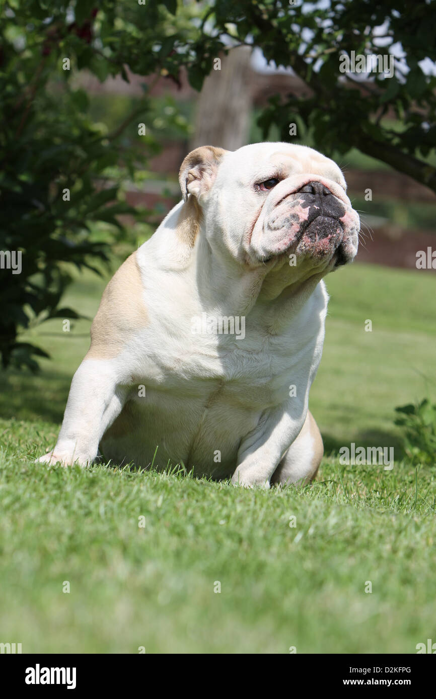 Hund englische Bulldogge Erwachsenen sitzen in einem Garten Stockfoto