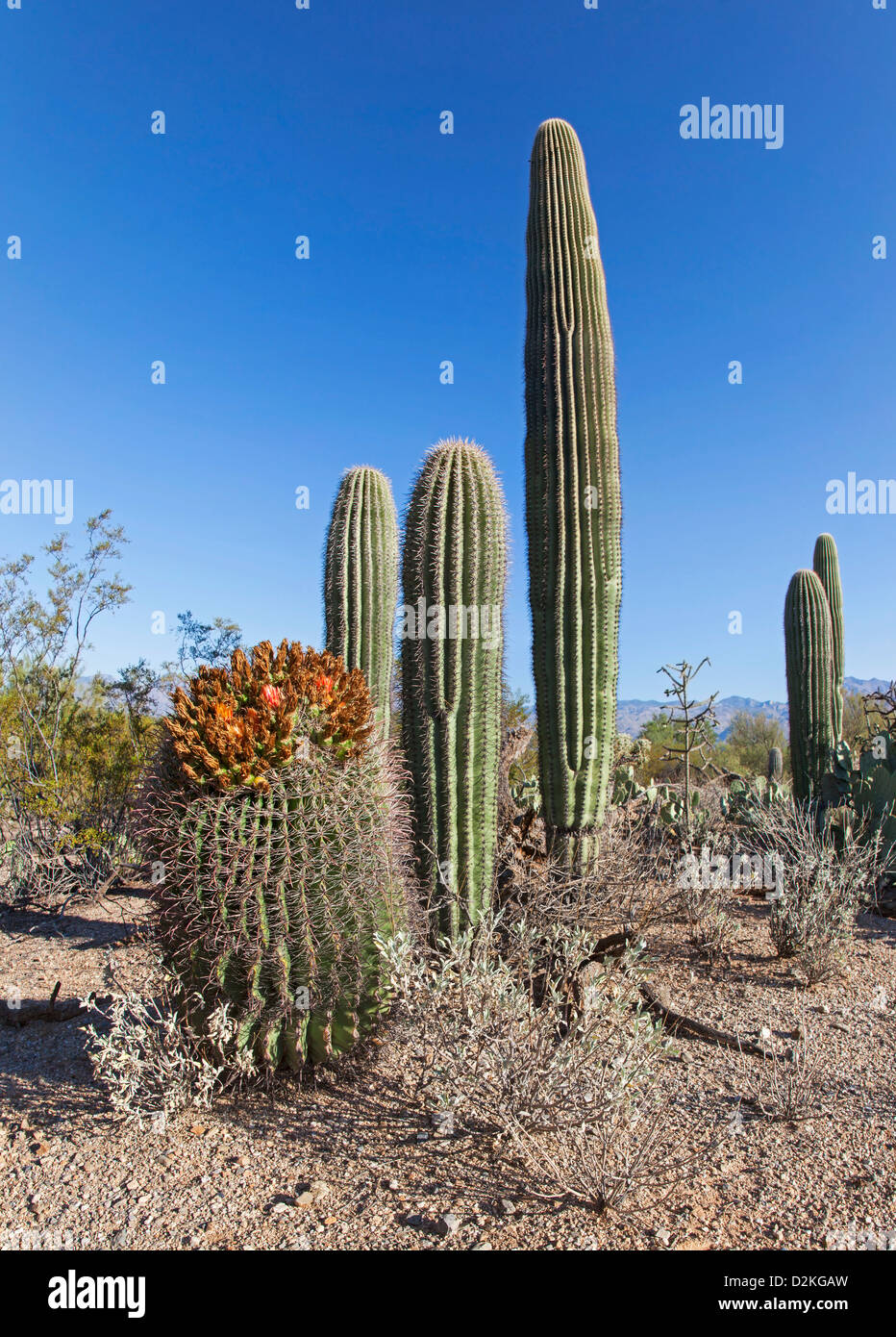 Kakteen im Saguaro Nationalpark, Arizona, USA Stockfoto