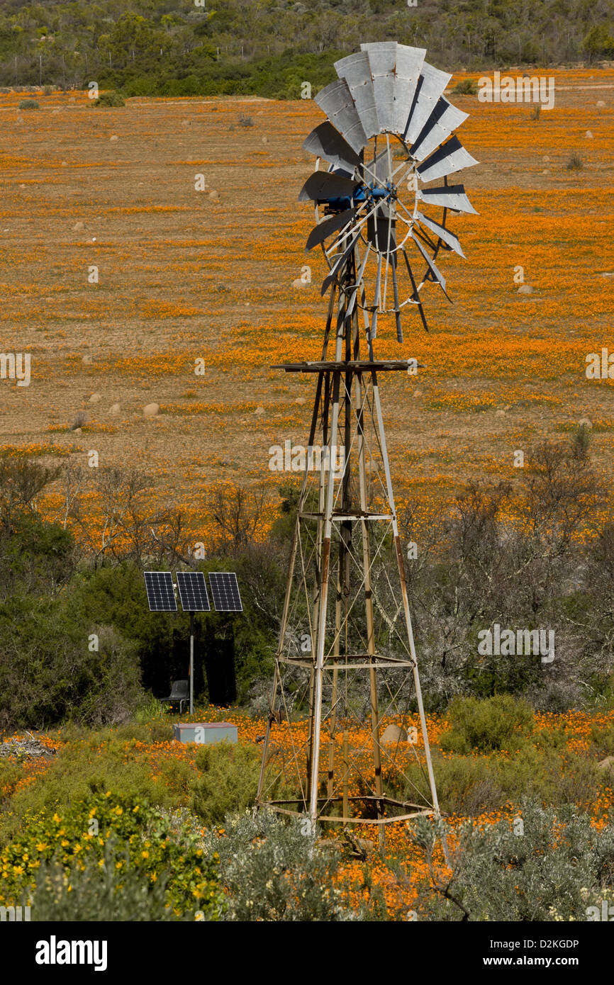 Wind-Pumpe unter Orange Daisies (Ursinia Cakilefolia), Skilpad Nature Reserve, Namaqua Nationalparks, Namaqua Wüste Stockfoto