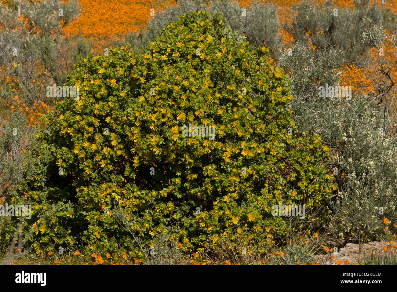 Salat Distel, Didelta Spinosa in der Namaqua Wüste Namaqualand. Südafrika Stockfoto