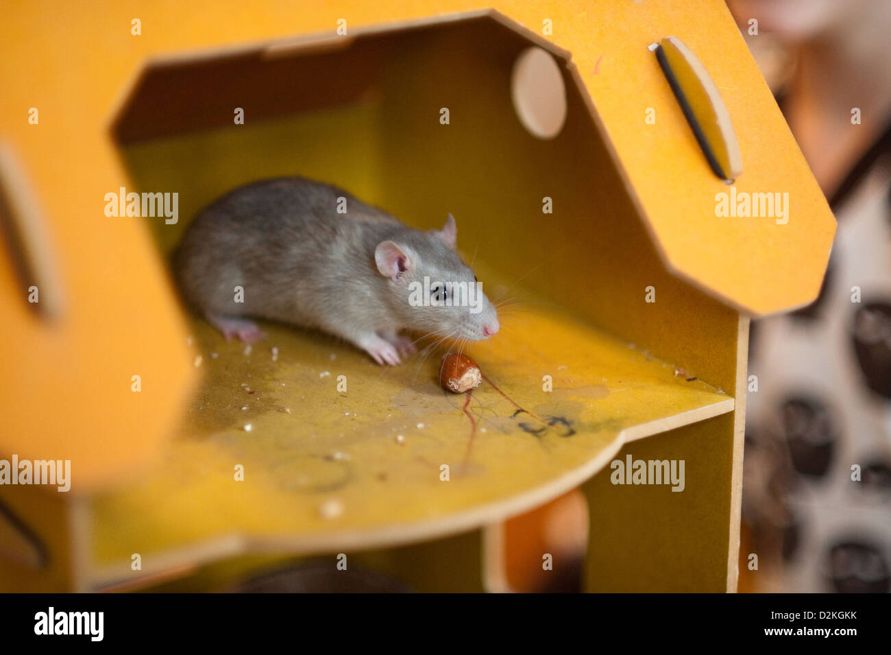 Berlin, Deutschland, eine zahme Ratte in eine hausgemachte Stockfoto