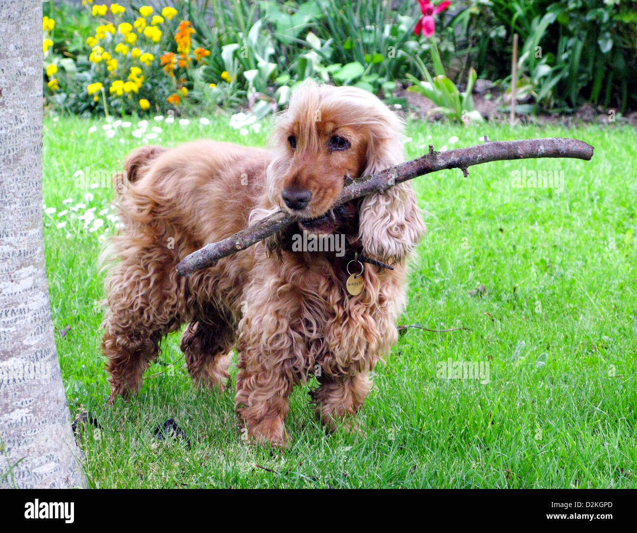 Verspielter goldener Cocker Spaniel Hund mit einem Stock in einem englischen Landgarten Stockfoto