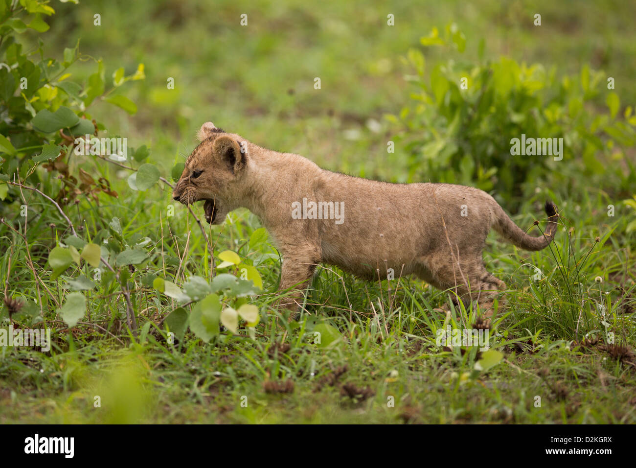 Baby Lion Cubs in der Wildnis, Afrika, Sambia Stockfoto