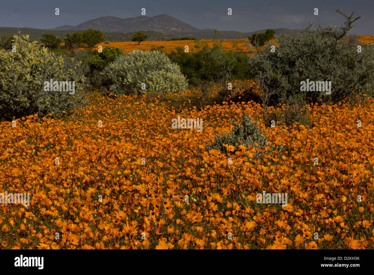 Orange Daisies (Ursinia Cakilefolia) im Skilpad Nature Reserve, Namaqua Nationalparks, Namaqua Wüste, Südafrika Stockfoto