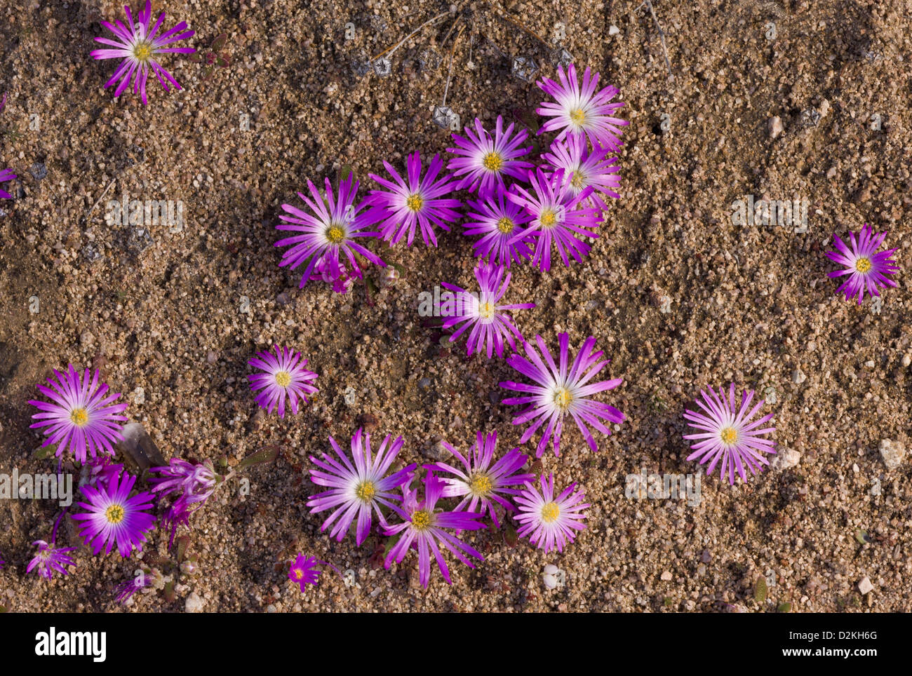 Eine jährliche Mesemb (Dorotheanthus Bellidiformis) in der Namaqua Wüste Namaqualand. Südafrika Stockfoto