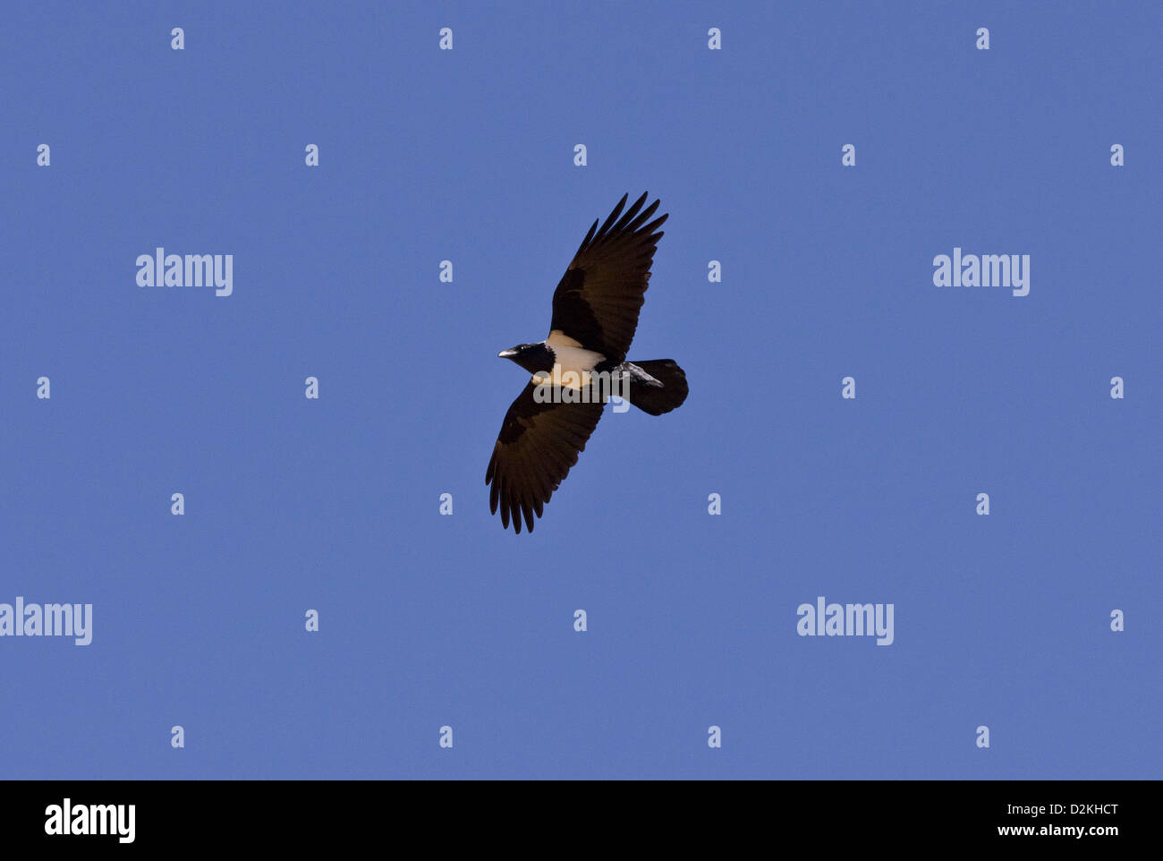 Pied Crow (Corvus Albus) im Flug, Namaqua Wüste Namaqualand. Südafrika Stockfoto