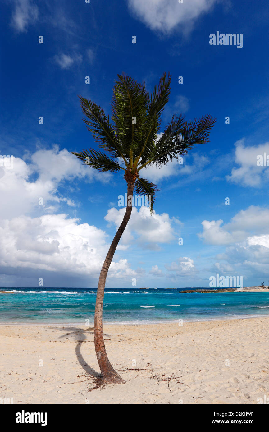 Palme Stockfoto