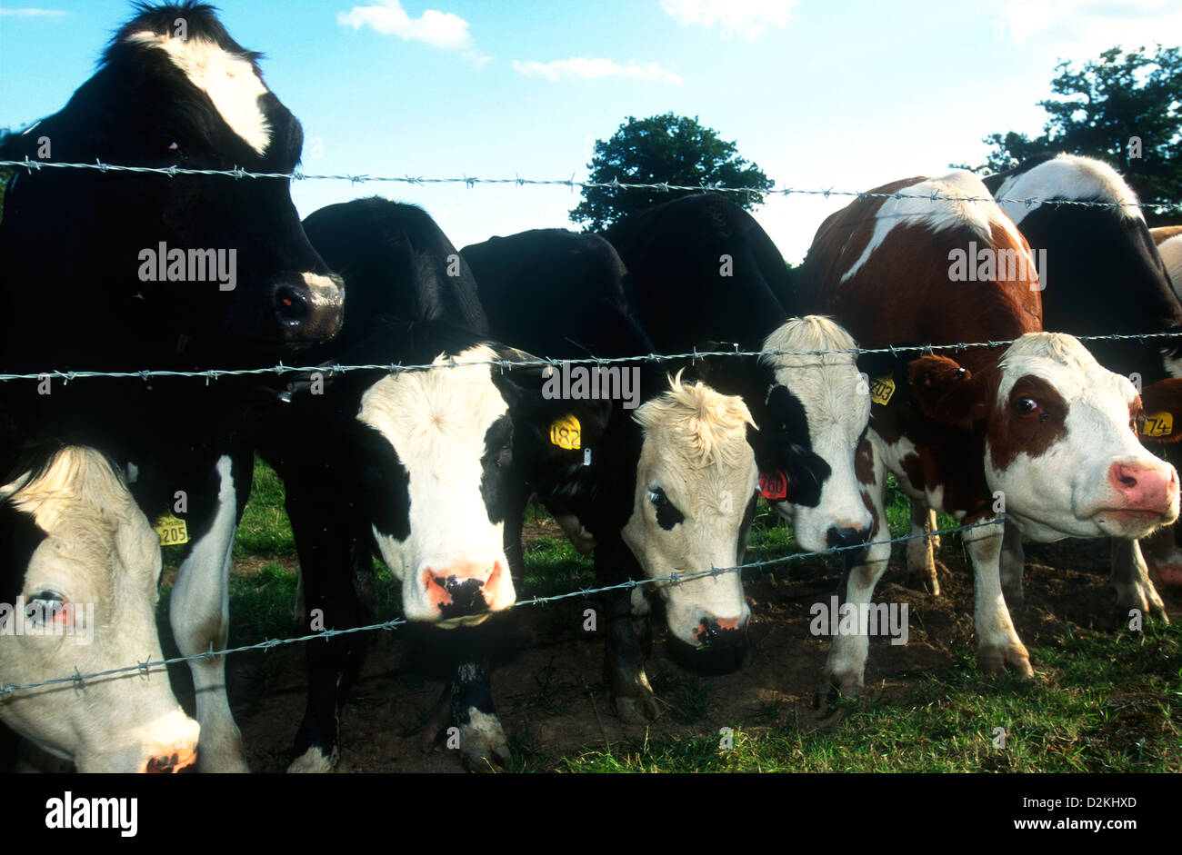 Kühe in einem Feld, UK. Stockfoto