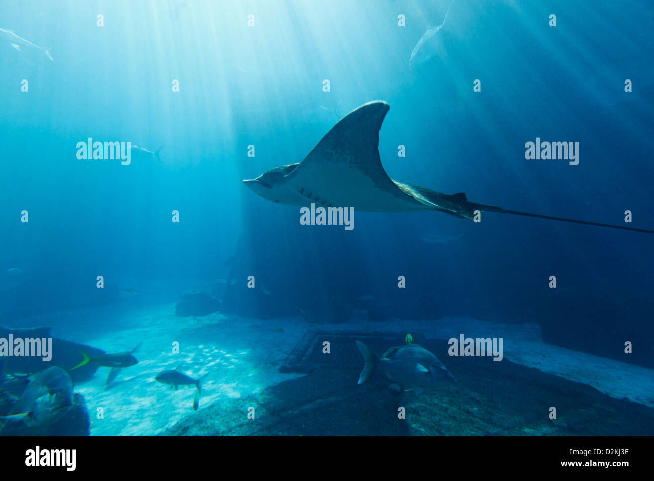 Stingray Fisch Unterwasser - männlich Stockfoto