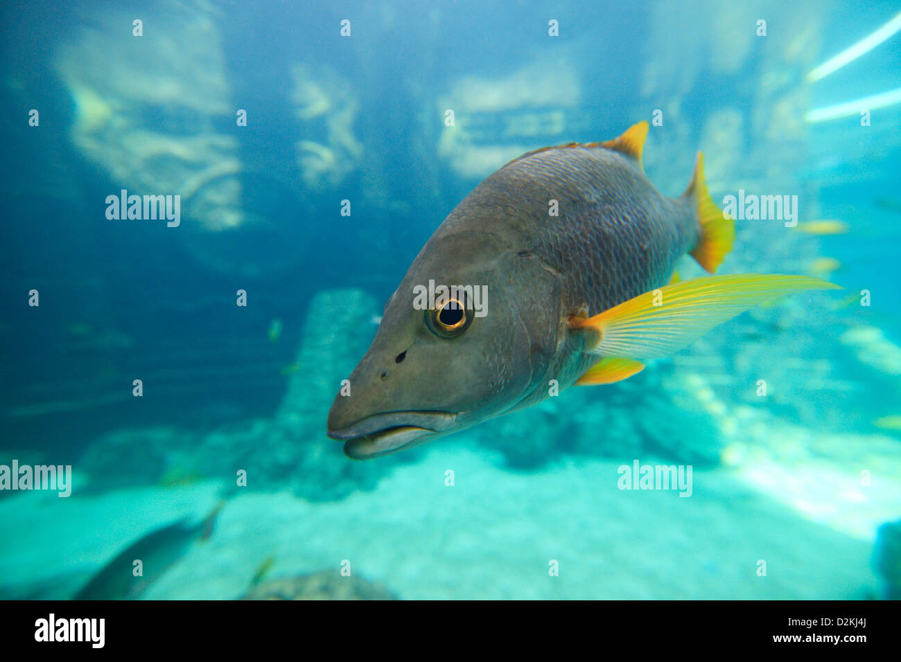 Fische Im Aquarium Von Atlantis Hotelresort Nassau Bahamas