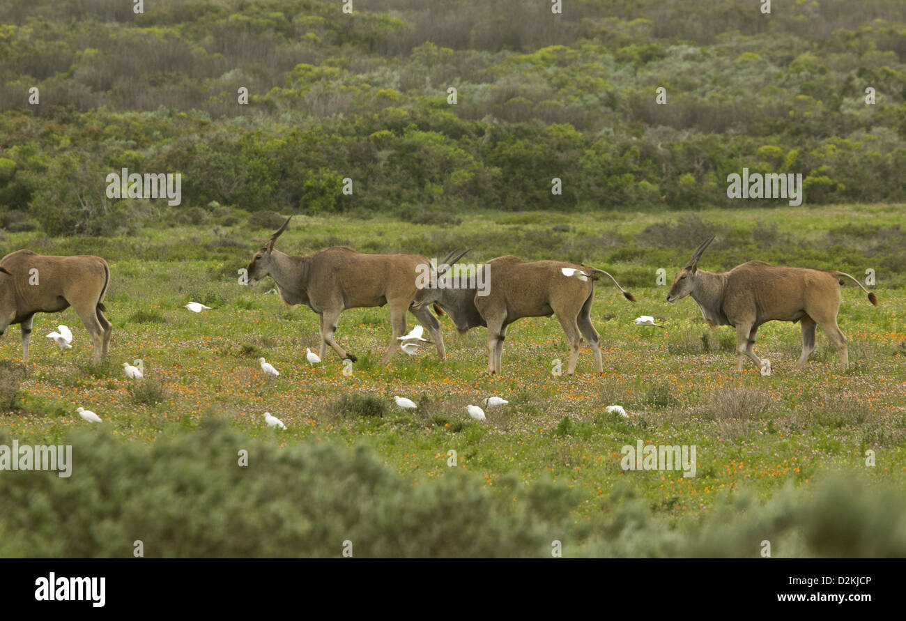 Gemeinsame Eland (Tauro Oryx) Herde mit zugehörigen Kuhreiher, feuchten Weiden, Postberg, Western Cape, Südafrika Stockfoto