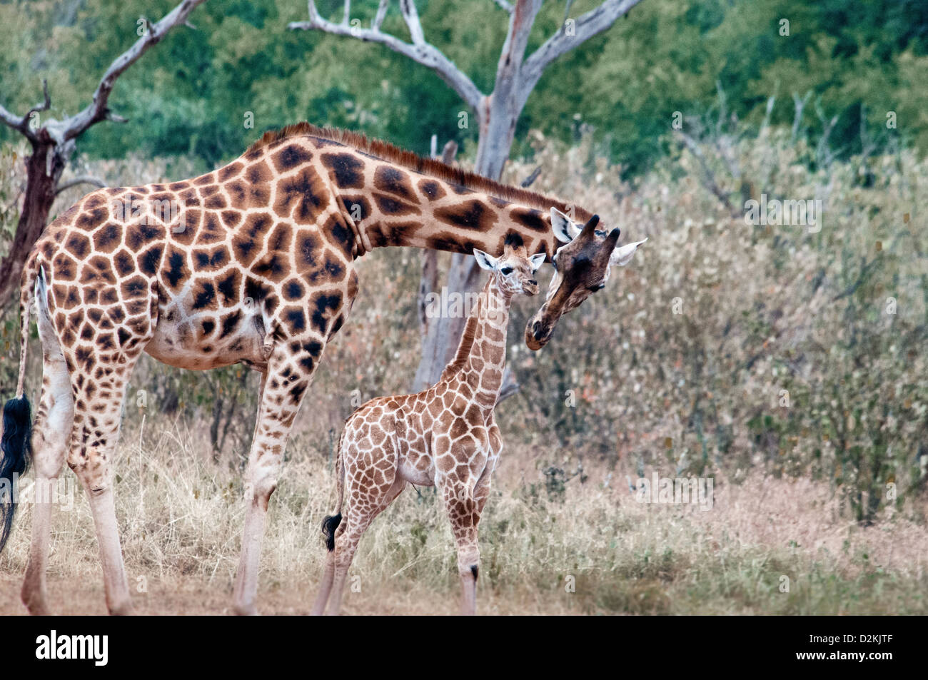 Rothschild Giraffe Mutter küssen ihr Baby Giraffe Manor, Nairobi, Kenia, Afrika Stockfoto