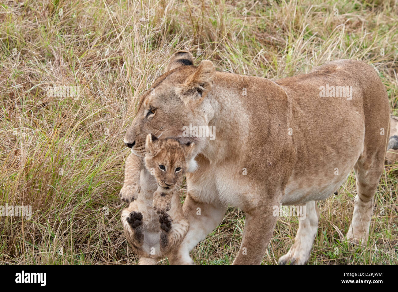 Löwin, Panthera Leo, tragen eine Cub in ihrem Mund, Masai Mara National Reserve, Kenia, Ostafrika Stockfoto