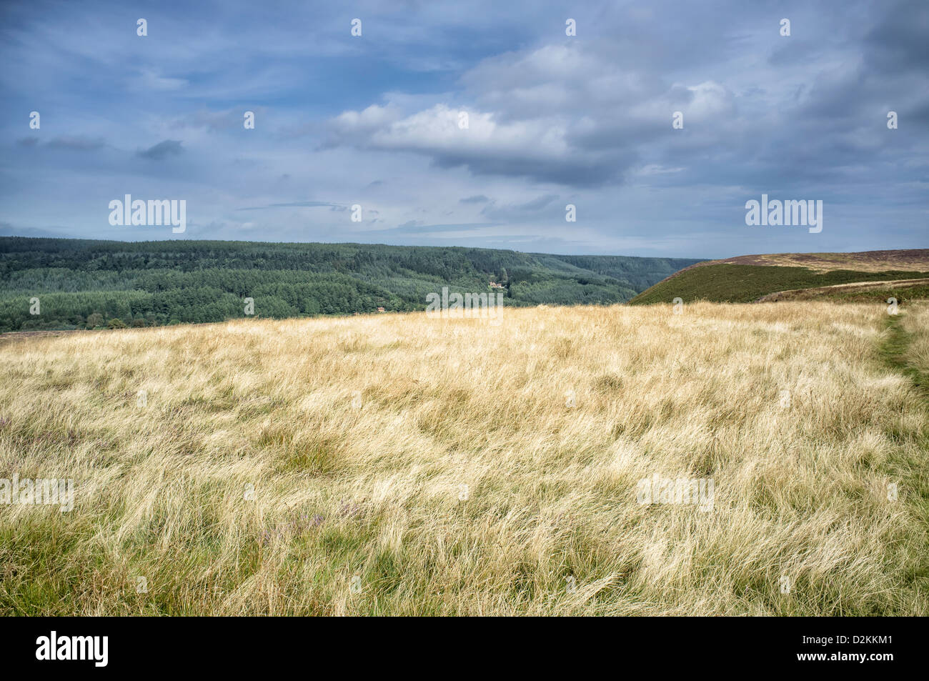 Wollgras, wiegen sich im Wind inmitten der hügeligen Landschaft von North York Moors, Levisham, Yorkshire, Großbritannien. Stockfoto