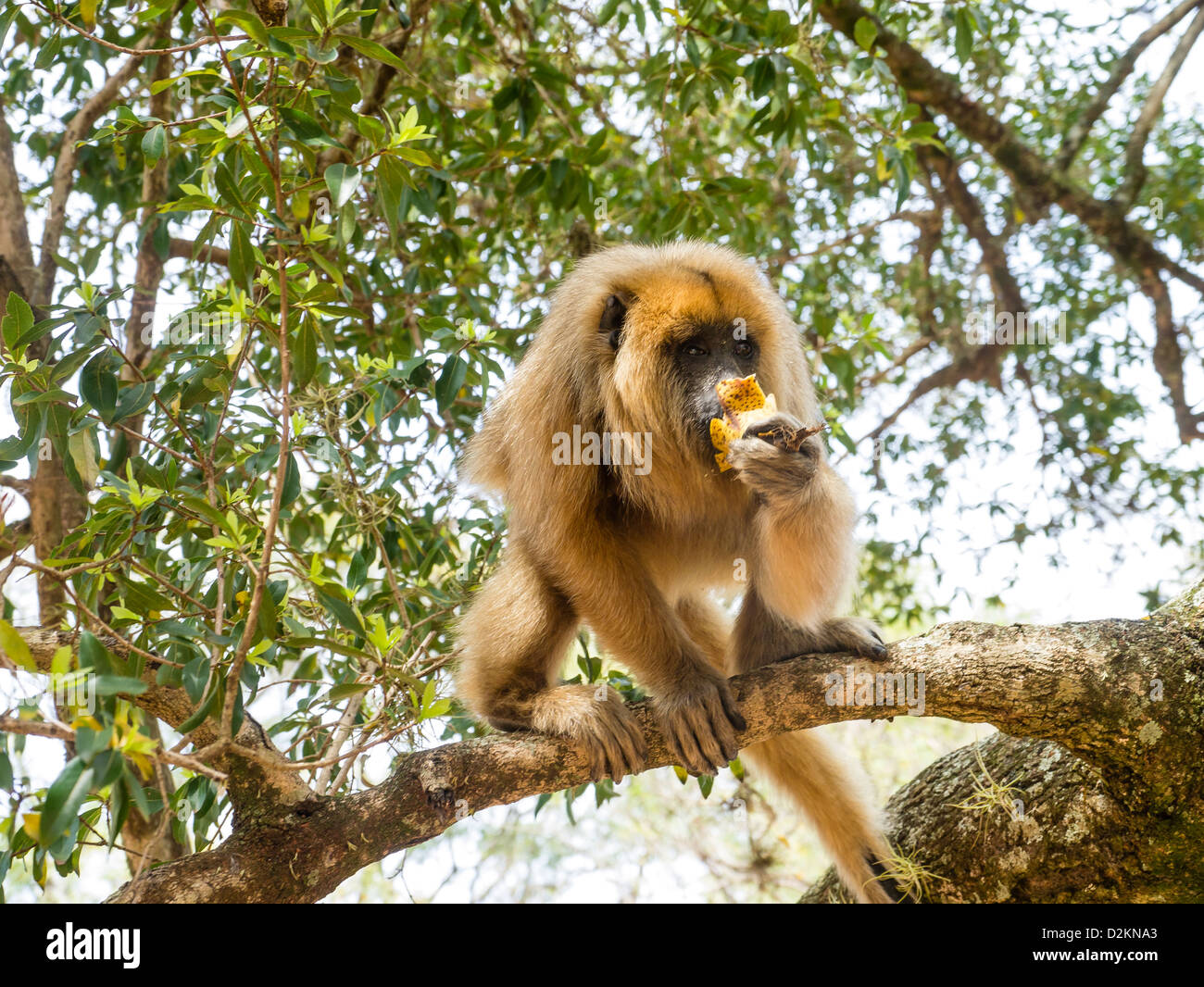 Brüllaffen, die größte neue Welt Affe, in einem Baum auf dem Marktplatz der Stadt von Santa María de Fe, Paraguay. Stockfoto