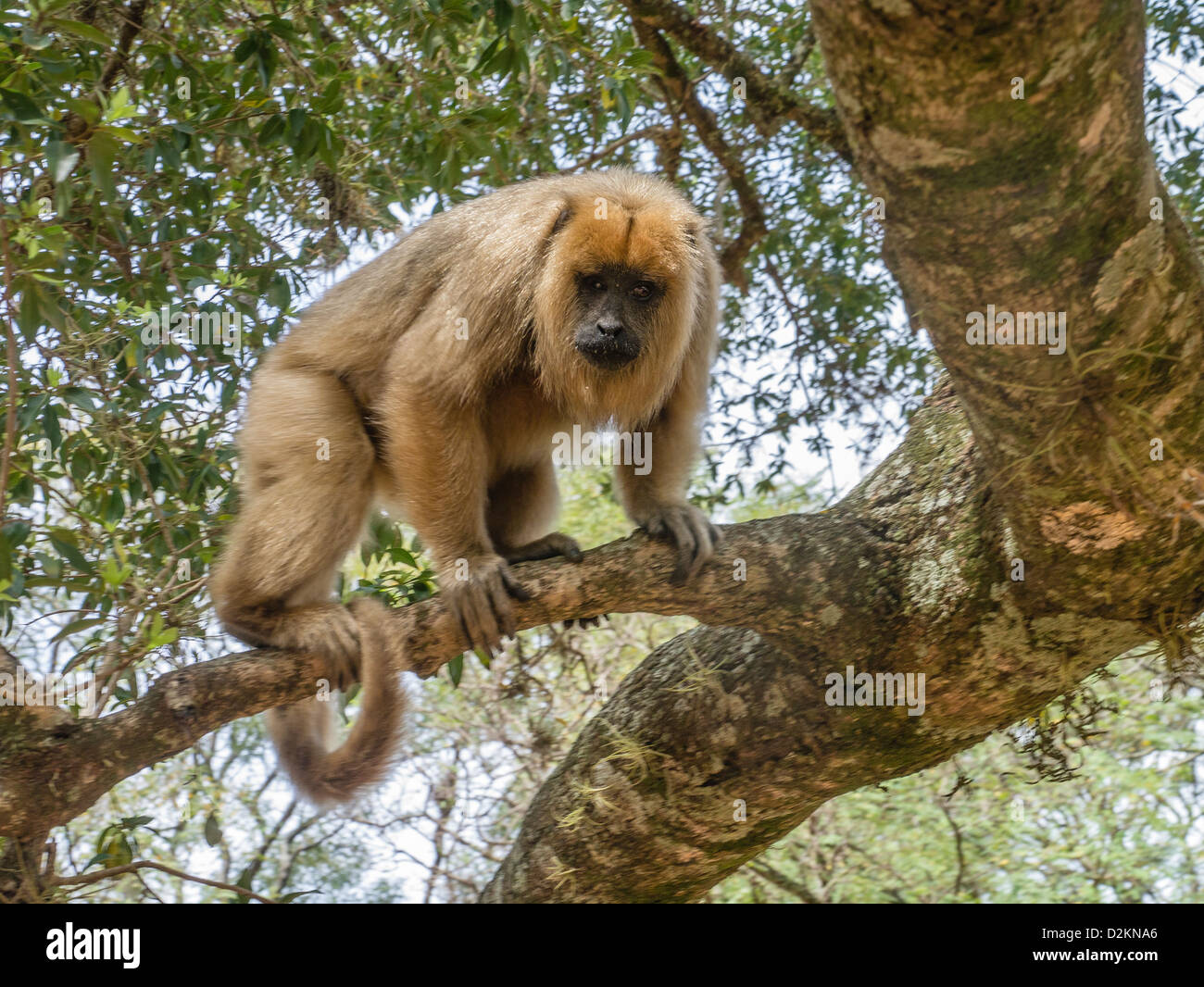 Brüllaffen, die größte neue Welt Affe, in einem Baum auf dem Marktplatz der Stadt von Santa María de Fe, Paraguay. Stockfoto