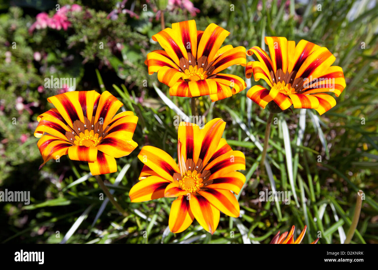 Gazarnia Blumen Stockfoto