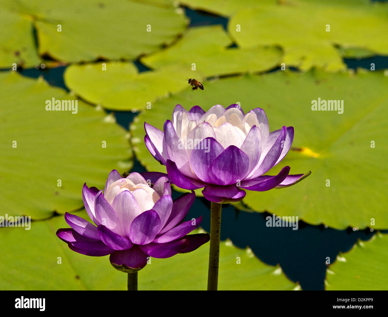 Lotusblumen und Bienen. Queensland, Australien Stockfoto