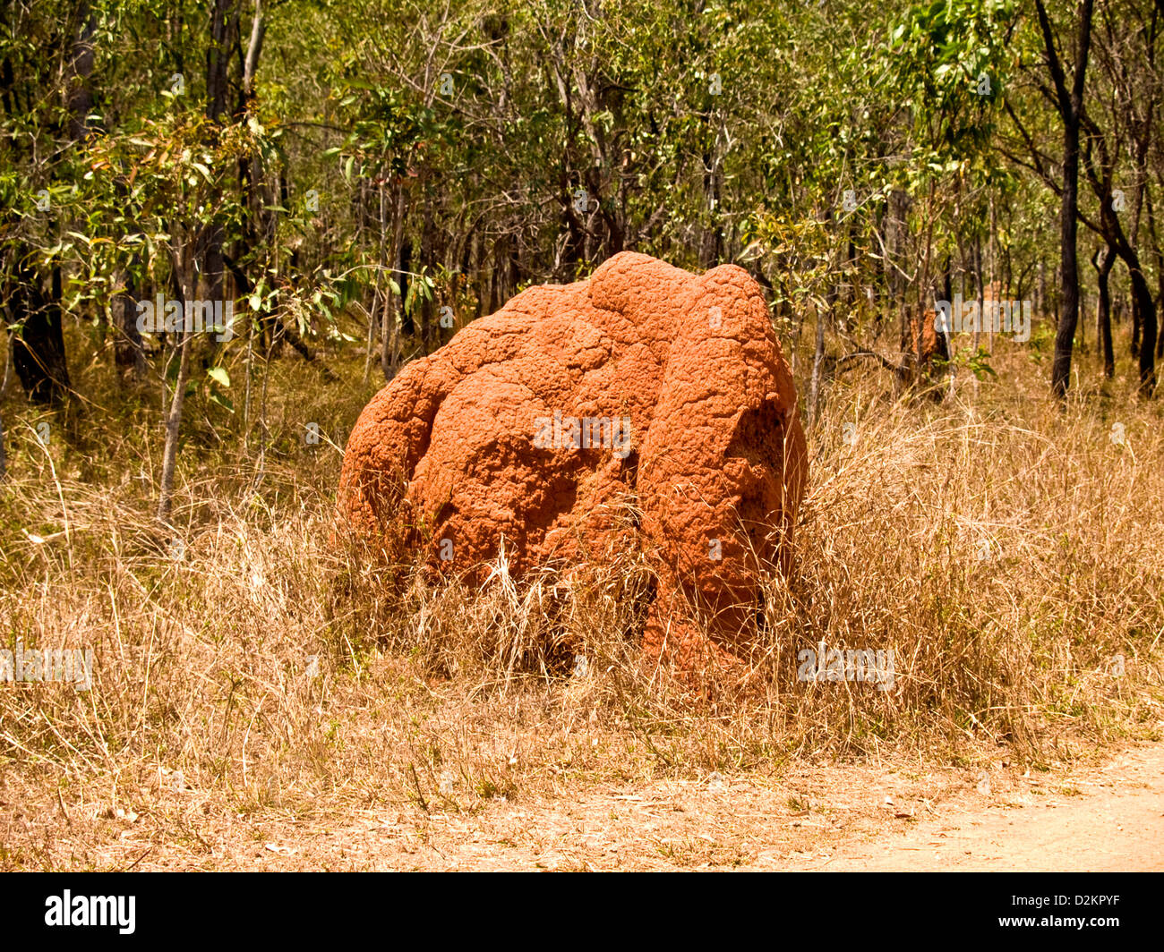 Termite Nest, Queensland, Australien Stockfoto
