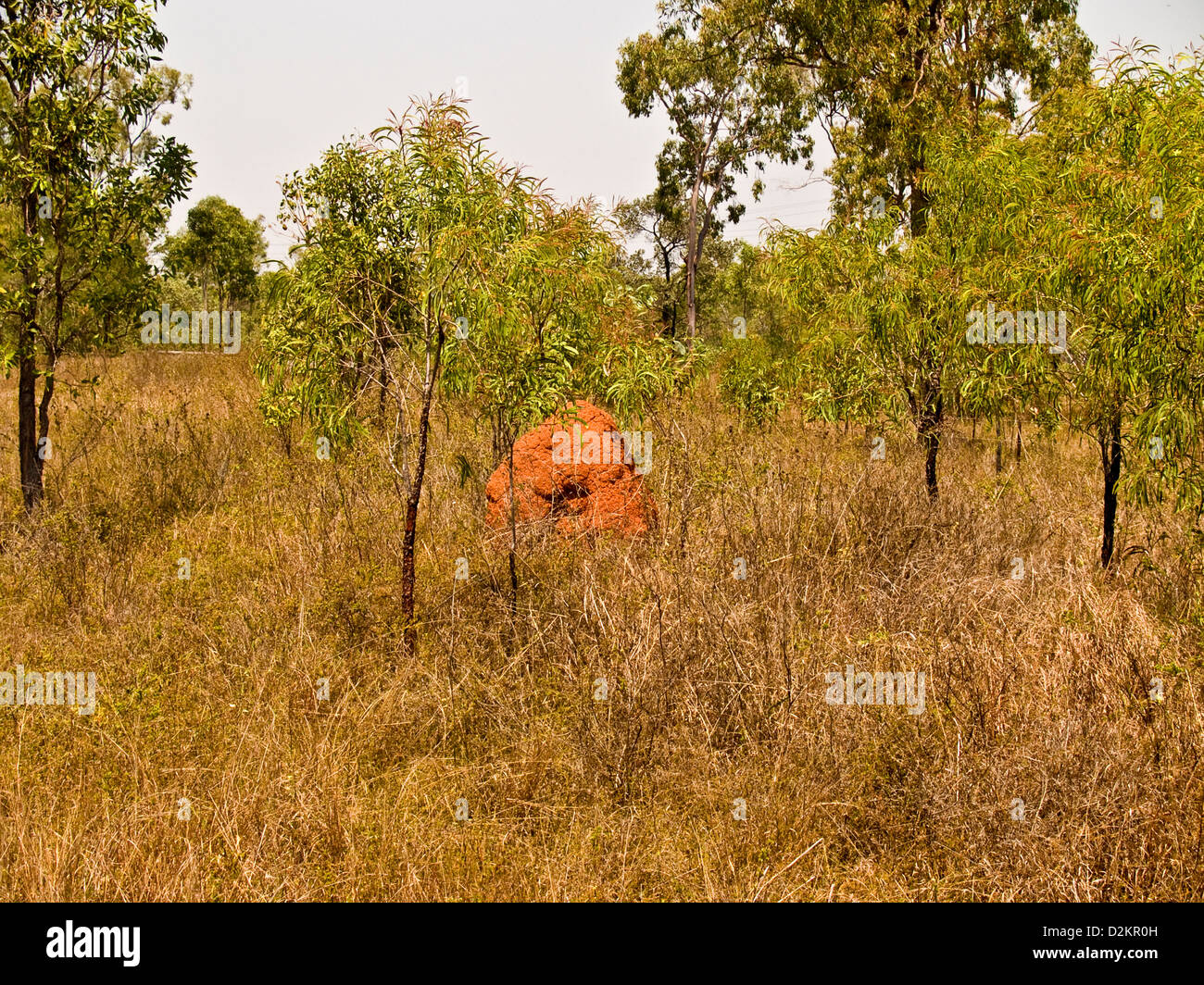 Termite Nest, Queensland, Australien Stockfoto