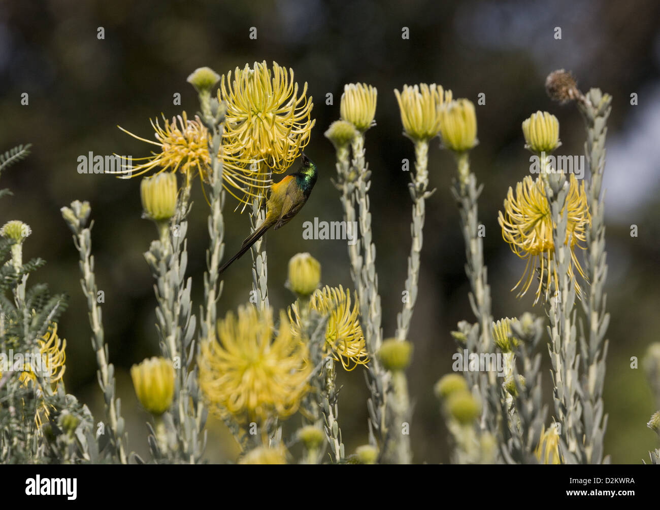 Männliche Orange-breasted Sunbird (Anthobaphes Violacea) auf protea, gelbe Rakete Nadelkissen, Cape Town, Südafrika Stockfoto
