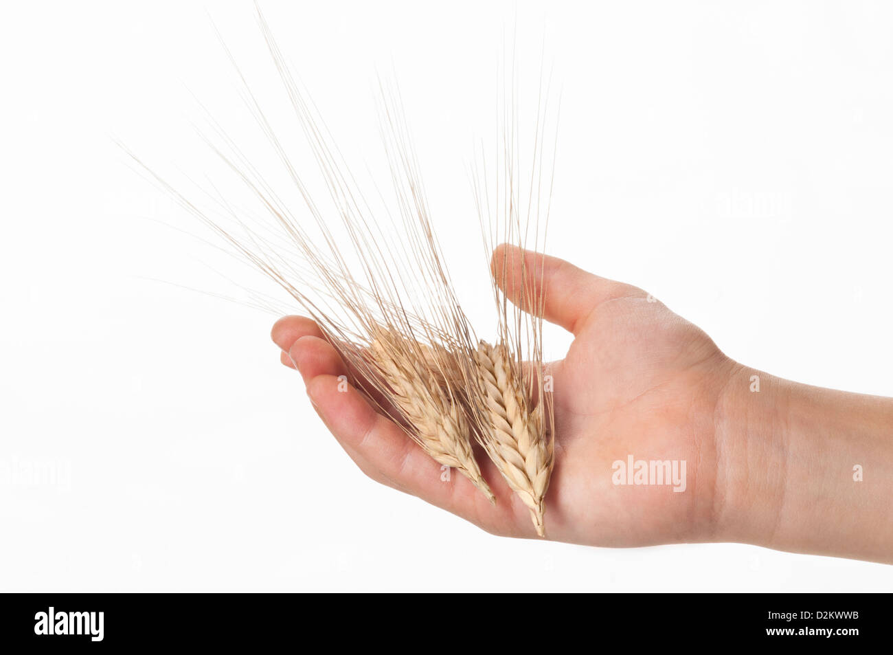 Hand hält zwei Ohr Weizen (Triticum spp.) Stockfoto
