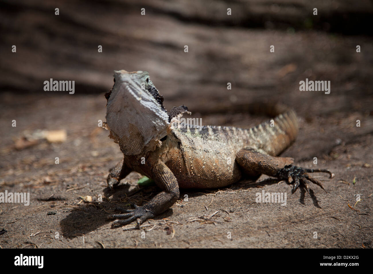 Australische Wasser Drache Eidechse auf braunen Felsen sitzend. Stockfoto