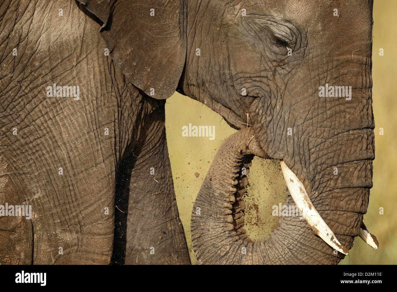 Porträt eines afrikanischen Elefanten Spritzen Schlamm, Masai Mara Game Reserve, Kenia. Stockfoto