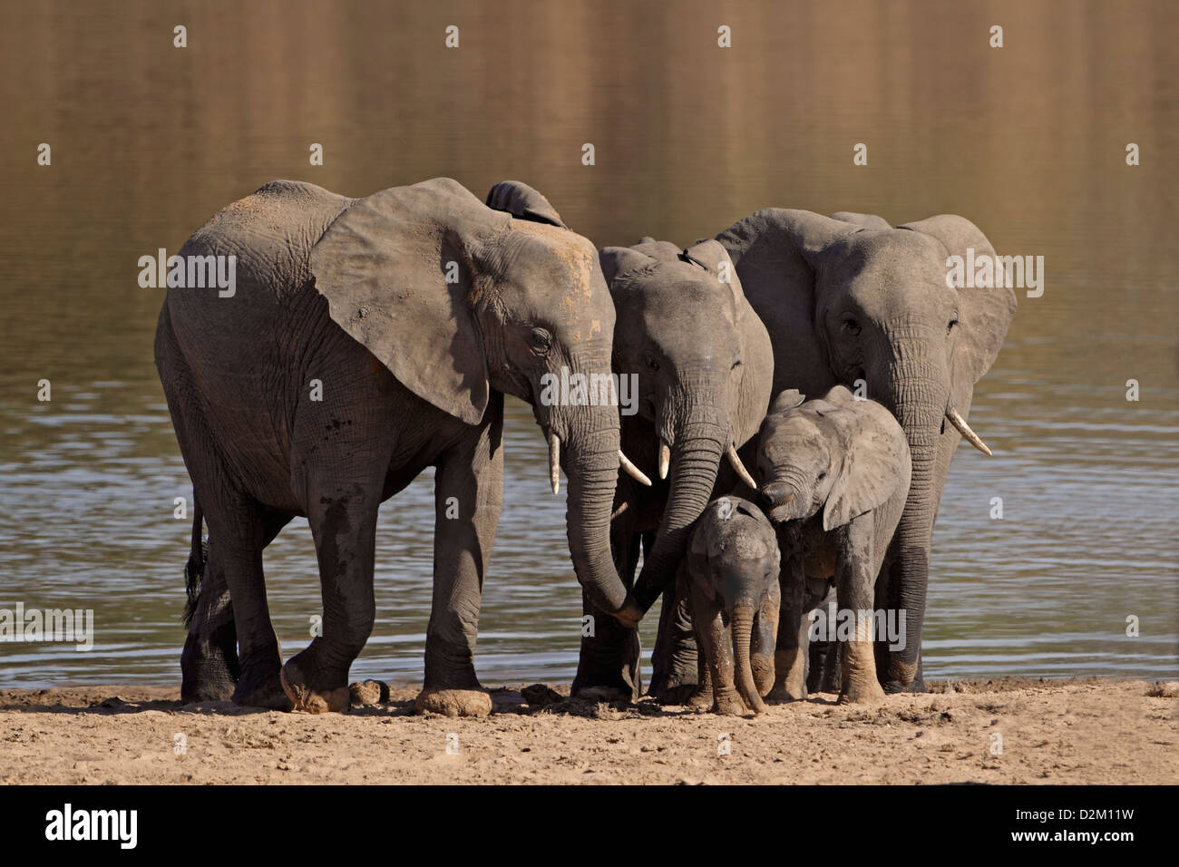 Elefantenfamilie im Luangwa, Loxodonta Africana, Luangwa-Tal, Sambia Stockfoto