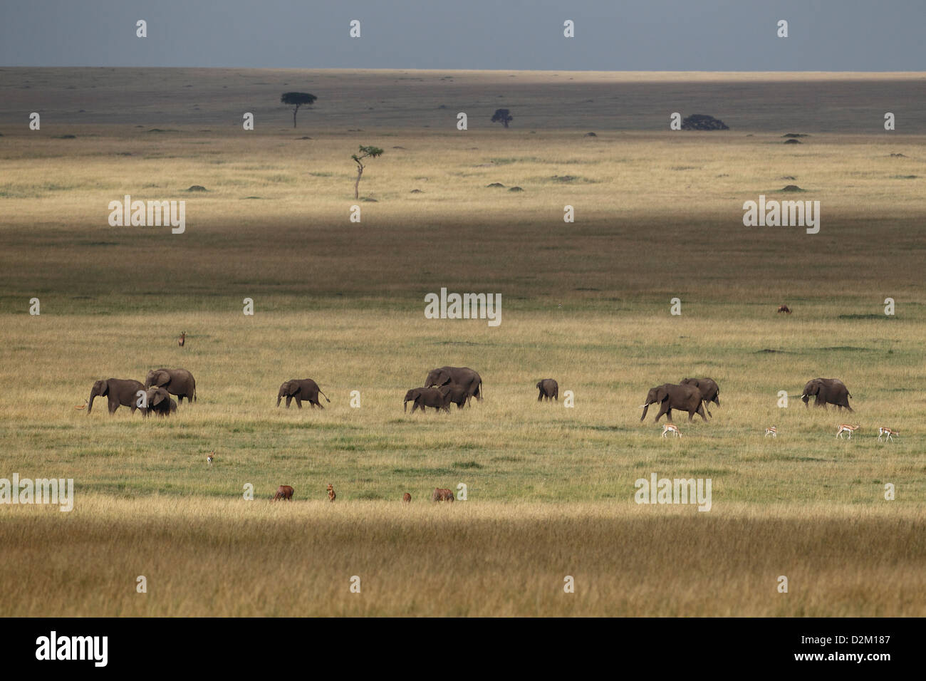 Herde von afrikanischen Elefanten in die Masai Mara National Reserve, Kenia. Schöne Landschaft. auf den offenen Ebenen der Masai Mara. Stockfoto