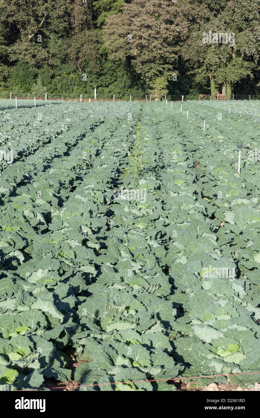 Kohl wächst im Feld in Chamboeuf im Département Loire, Frankreich Stockfoto