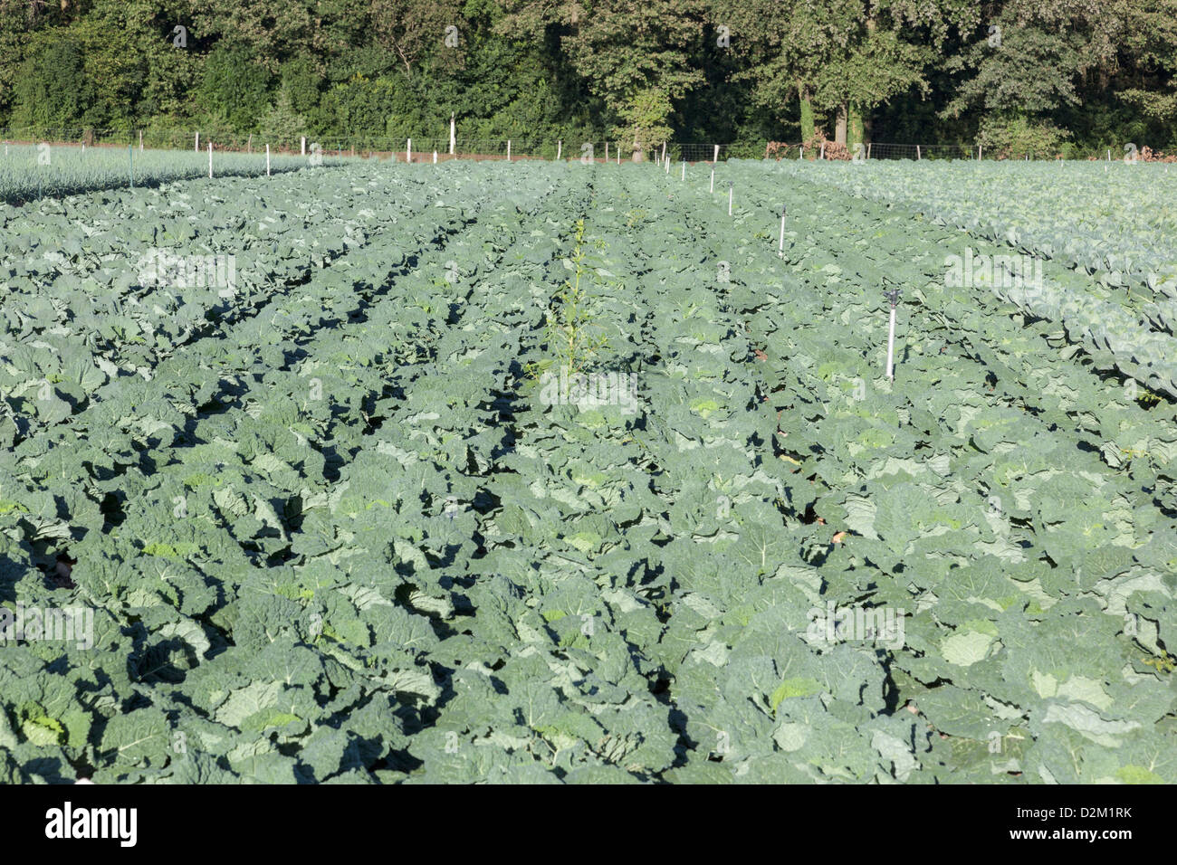 Kohl wächst im Feld in Chamboeuf im Département Loire, Frankreich Stockfoto