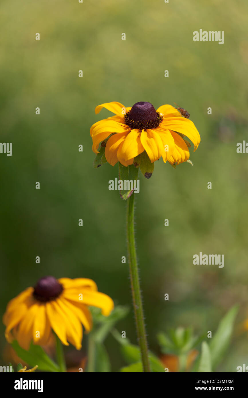 Rudbeckia (Sonnenhut) Stockfoto