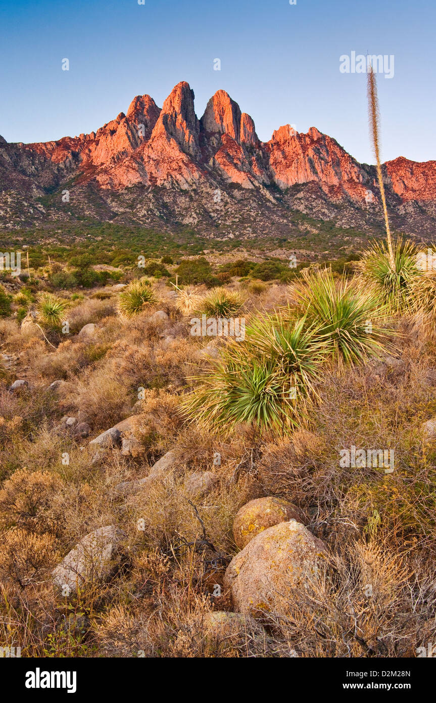 Hasenohren in Organ Mountains bei Sonnenaufgang, Aguirre Springs Gegend, in der Nähe von Las Cruces, New Mexico, USA Stockfoto