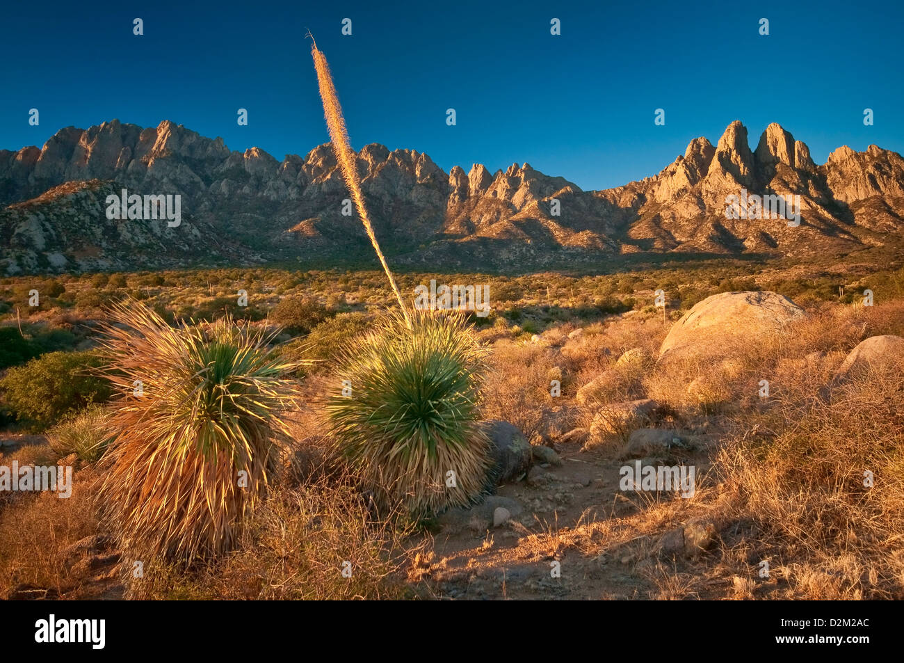 Hasenohren in Organ Mountains bei Sonnenaufgang, Yucca im Vordergrund, Aguirre Springs Gegend, in der Nähe von Las Cruces, New Mexico, USA Stockfoto