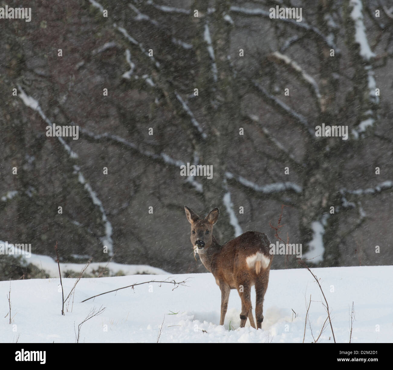 Rehe im Winterschnee fallen.  SCO 8911 Stockfoto