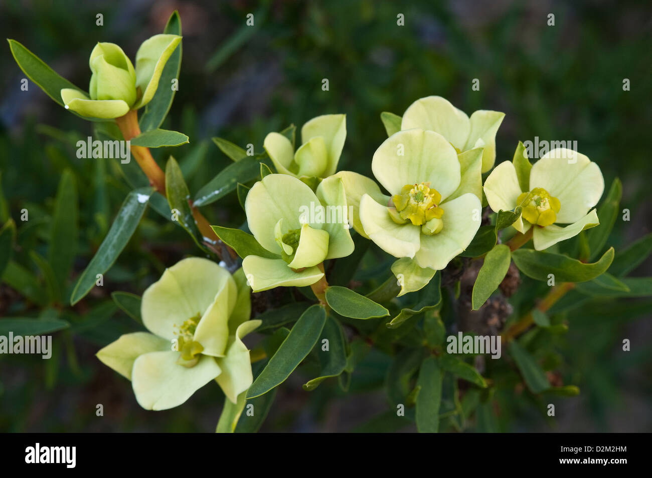 Lechero (Euphorbia Lactiflua) Blume und weiß sap Mirador Parque National Pan de Azucar Atacama (III) Chile Südamerika Stockfoto